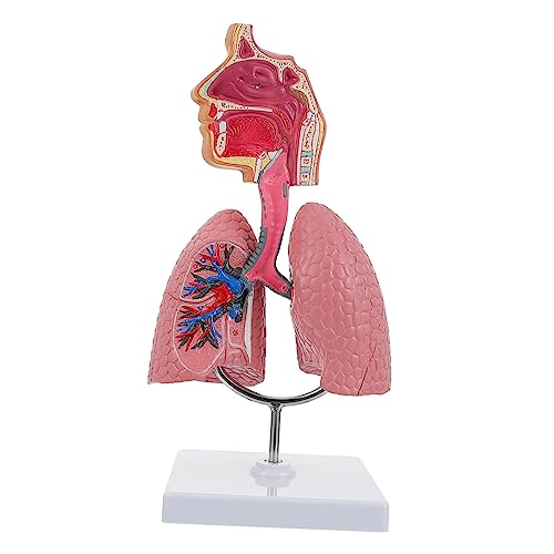 OKUMEYR Respiratorisches Lungenmodell Medizinisches Lehrmittel Zur Anatomie Des Atemsystems Humanes Lungenmodell Für Studierende Und Ausbildungszwecke Anatomisches Modell Für von OKUMEYR