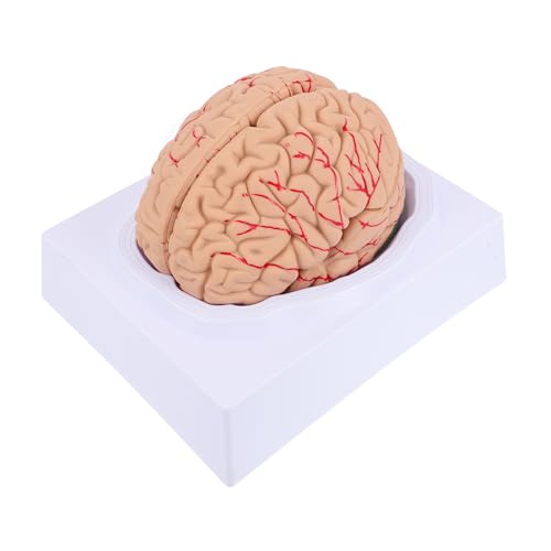 OKUMEYR 1stk Neuronales Lehrmodell Wissenschaftliches Anatomiemodell Wissenschaftliches Modell Des Menschlichen Körpers Gehirnmodell Im Klassenzimmer Mann Blutgefäßmodell Modelle Pvc von OKUMEYR