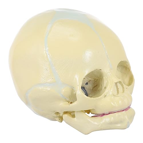 OKUMEYR 1stk Schädel Tieranatomische Modelle Anatomischer Kopfknochen Männchen Körper Menschliche Kopffiguren Kopfknochenmodell Anatomiemodell Des Skeletts Schaufensterpuppe Mann Pvc Beige von OKUMEYR