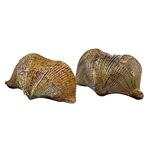 OKUMEYR 2St Brachiopodenschmuck fossilien paläontologie geschke bescherung jakobsweg Spielzeug aus Tierknochen Tierknochenprobe Desktop-Ornament Schüler unterrichten modell von OKUMEYR