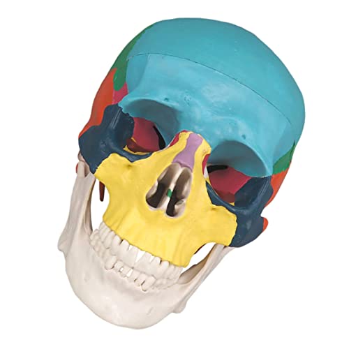 OKUMEYR Knochenschädel the skulls totenschädel anatomy Medizinisches Anatomiemodell farbiges medizinisches Schädelmodell Schädelkopfmodell für farbiger menschlicher Schädel PVC von OKUMEYR