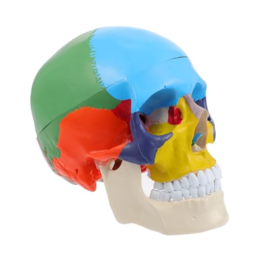 OKUMEYR Schädelmodell Schädelunterricht erwachsener Kopfknochen Schädel-Wissenschaftsmodell Mann the skulls totenschädel Schädel-Lehrmodell Kopfmodell des menschlichen Schädels PVC von OKUMEYR