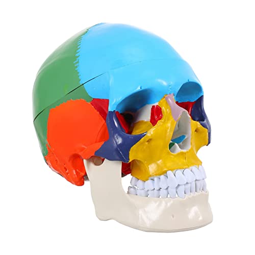 OKUMEYR Schädelmodell menschliches Kopfmodell gefälschtes Schädelkopfmodell Mann the skulls totenschädel werkzeug Kunstschädelkopfmodell Kopfmodell des menschlichen Schädels Harz Colorful von OKUMEYR