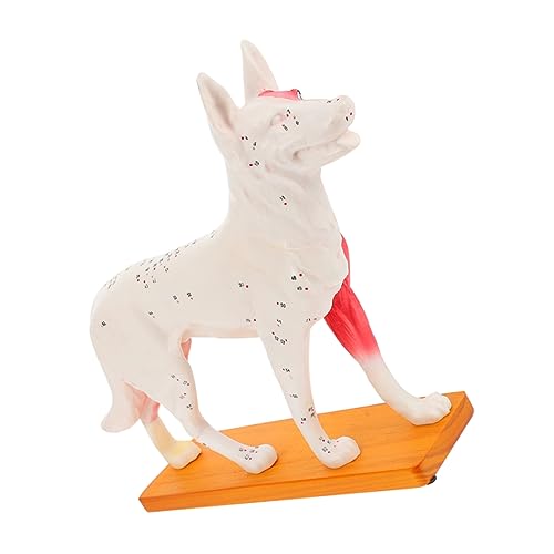 OKUMEYR akupunkturpunktmodell für hunde tierisches Punktmodell Akupunktur-Trainingsmodell Hundemodell Tieranatomisches Modell Bildungsmodell schulisches Lehrmittel Lehr-Trainings-Tools PVC von OKUMEYR