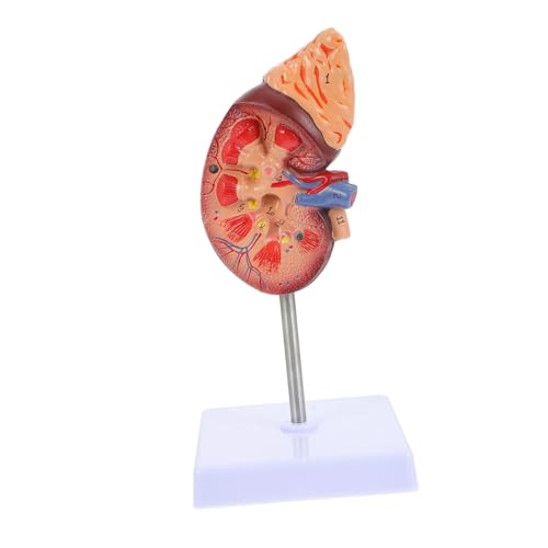 ORFOFE Nierenmodell Biologie Demonstrationsmodell Modell Der Anatomischen Organe Krankheitslungenmodell Modell des Verdauungssystems DNA-Modell Anatomiemodell Anatomie Jane Modelle PVC von ORFOFE