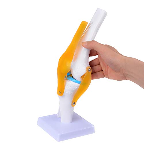 Dental Human Knee Model mit Bändern und Muskel Anatomisches Kniegelenk Modell Human 1:1 Lebensgröße Knie Anatomie Modell für Unterricht Studenten Studium von ORILAO