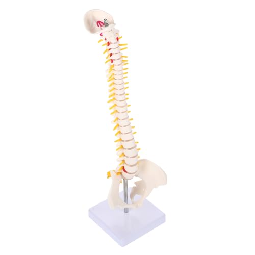 OSOLADY 1stk Wirbelsäulenmodell Steißbein-modell Skelett Lehrdemonstrationsmodell Steißbein-anatomie-modell Spinalnervenmodell Modell Der Lendenwirbel Anatomiemodell Puppe Weiß Pvc von OSOLADY