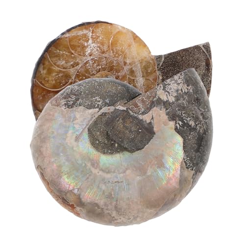 OSOLADY 2St Fossile Muschel Pflanzen Ammoniten-Modelle Tank edelstein anhänger Schneckenfossil Anhänger Modelle Ornament Modelle zur Sammlung Natürliches Muschelfossil Dark Brown von OSOLADY