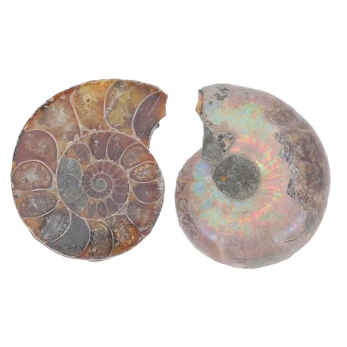 OSOLADY 2St fossiles Exemplar Modelle zum Spaß Lehrammonitenexemplar Modelle Schmuck Modelle zum Lernen Modelle zur Sammlung Modelle für Natürliches Muschelfossil Dark Brown von OSOLADY