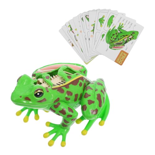 OSOLADY Frosch-modell Anatomie Lehrmittel Frosch-badespielzeug Anatomiemodell Eines Frosches Frosch-souvenirs Frosch-puzzle Simulierter Frosch Frosch-andenken Frosch Miniatur Green Plastik von OSOLADY