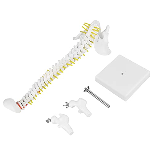 Wirbelsäulenmodell, Wirbelsäulenmodell mit Ständer, 38 cm, Abnehmbares, Flexibles Menschliches Wirbelsäulenmodell für Skelettanatomiestudien, Skelettunterricht von OUCRIY