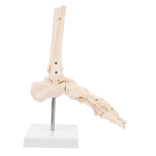 OUNONA 1 Stk Fuß Anatomie Anatomisches PVC-Modell menschliches Fußmodell Fußgelenkmodell Fußknochenmodell Modelle plastisches anatomisches Modell menschliches Skelettmodell aus Kunststoff von OUNONA