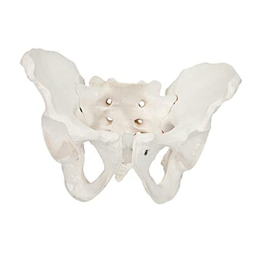 OUNONA 1 Stück Tailbone Sacral Modell Pvc-beckenmodelle Für Medizinisches Anatomie-modell von OUNONA