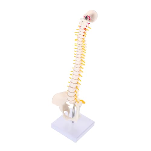 OUNONA 1Pc Wirbelsäule Modell Steißbein Modell Medizinische Ausbildung Modell Wirbelsäule Anatomie Modell Wirbelsäule Modell Medizinische Anatomie Modell Wirbelsäule Modell Pvc Modell von OUNONA