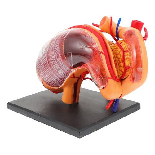 OUNONA 1Stk Modell der Organanatomie Lehre medizinisches Modell biologisches Unterrichtsmodell D Magenmodell Magen Lehrmittel Modelle Lehrangebot Anatomisches Modell des Schulmagens 4d von OUNONA