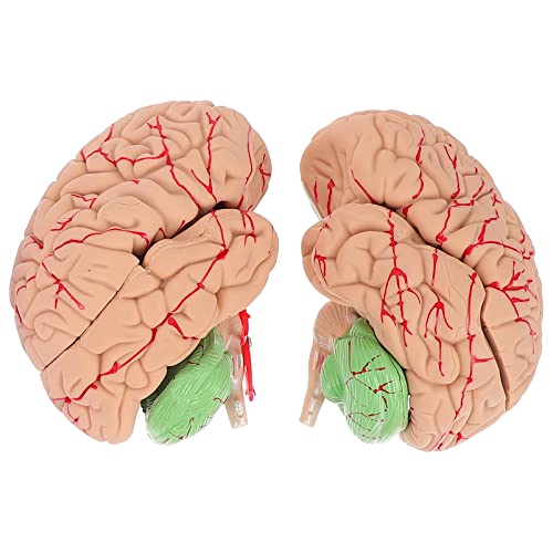 OUNONA 1stk Modell Der Gehirnanatomie Anatomiemodell Display-modell Des Gehirns Gefälscht Skelettmodell Modell Des Gehirnsystems Modell Der Menschlichen Anatomie Anatomisch Pvc von OUNONA