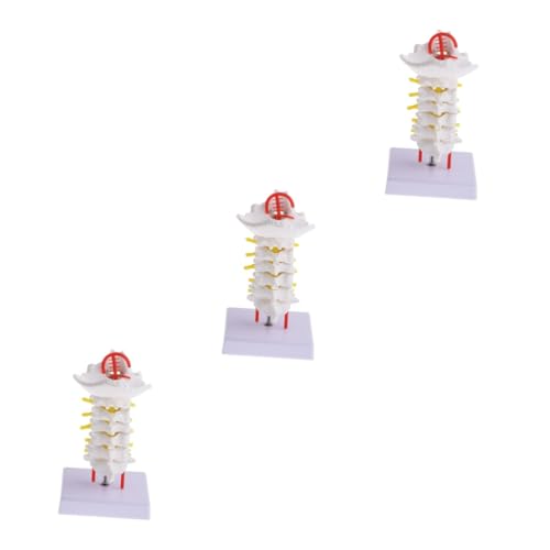 OUNONA 3 Stk Halswirbelsäule mit Halsschlagader Wirbelsäulenmodell Halswirbelmodell Modell des Rückenmarks Skelettmodell Puppe PVC-Rückenmodell Modell der menschlichen Halswirbelsäule von OUNONA