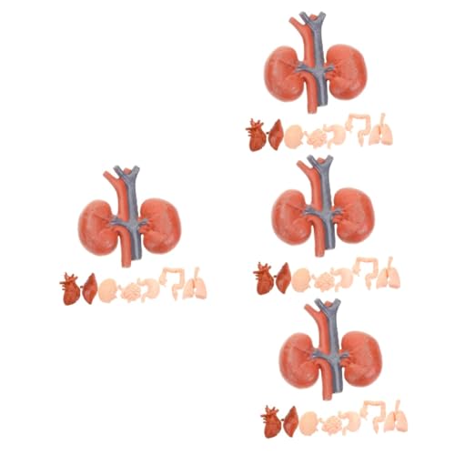 OUNONA 32 Stk Menschliches Organmodell Puppe Orgelmodell Dekor Unterrichtshilfen Für Ärzte Künstliches Menschliches Organ Modelle Lehrmittel Magen-modell Flüssig Pvc Messing Student von OUNONA