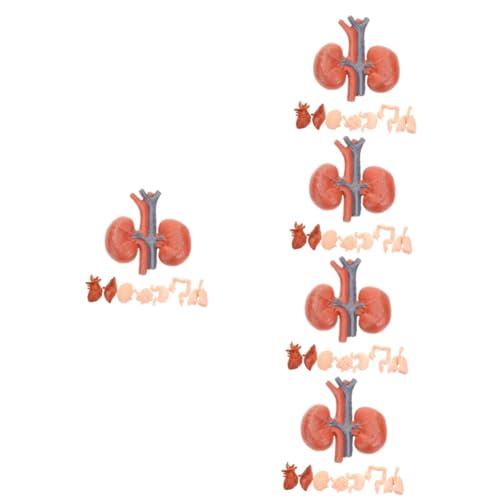 OUNONA 40 Stk Menschliches Organmodell Lungenmodell Magen-modell Lebermodell Ml-tropfer Für Flüssigkeiten Anatomisches Organmodell Orgelmodell Puppe Künstlich Pvc Kind von OUNONA