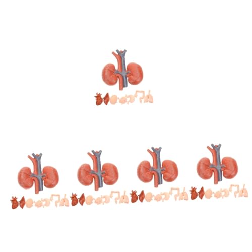 OUNONA 5 Sätze Menschliches Organmodell Sieb Innereien Ab Schwimmbad Netz Werkzeug Requisiten Für Den Orgelunterricht Künstliches Organ Lebermodell Unterrichtsmodell Pvc 8 Stück * 5 von OUNONA