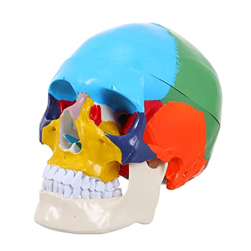 OUNONA Schädelmodell the skulls totenschädel Schädelanatomie Kopfknochen Schädelbild Gehirnmodell Anatomiemodell werkzeug Schädelkopfmodell anzeigen Kunstschädelkopfmodell Harz Colorful von OUNONA