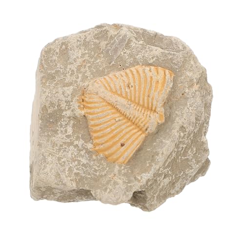 OUNONA Trilobiten- Advent Fernglas Uralte Kreatur Proben fossilien wohnungseinrichtung sammeltassen hausdeko wohnungsdeko Desktop-Ornament Gliederfüßer Trilobiten-Sammlung von OUNONA