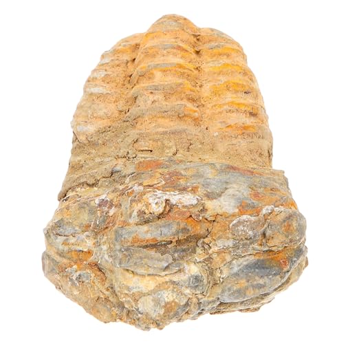 OUNONA Trilobiten- Trilobiten-Schwanzfelsen Trilobiten-Requisiten Paläontologische Verzierung Trilobitenfossilien Wissenschaftliche Dekoration Requisiten lehren Lehrexemplar Stein von OUNONA