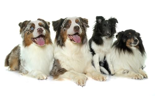 OZLHSP 1500 Teile Puzzel 3D Australischer Schäferhund 87x57cm OZLHSP 1500 Teile Puzzel 3D Australischer Schäferhund 87x57cm von OZLHSP