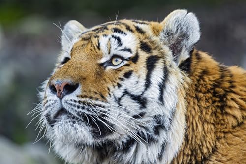 OZLHSP Geschenke für mädchen 3D Puzzle 1000 Teile Tiger Große Tiere 75x50cm OZLHSP Geschenke für mädchen 3D Puzzle 1000 Teile Tiger Große Tiere 75x50cm von OZLHSP