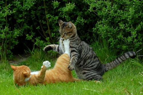 OZLHSP Puzzel ab mädchen 3D Puzzle 1000 Teile Katzen Tier 75x50cm OZLHSP Puzzel ab mädchen 3D Puzzle 1000 Teile Katzen Tier 75x50cm von OZLHSP