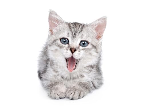 OZLHSP Puzzel ab mädchen 3D Puzzle 1000 Teile Katzen Tiere 75x50cm OZLHSP Puzzel ab mädchen 3D Puzzle 1000 Teile Katzen Tiere 75x50cm von OZLHSP