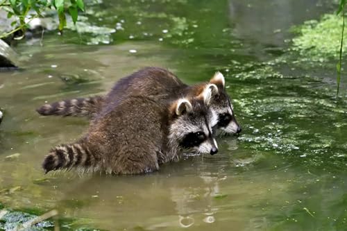 OZLHSP Puzzel ab mädchen 3D Puzzle 1000 Teile Waschbären Tier 75x50cm OZLHSP Puzzel ab mädchen 3D Puzzle 1000 Teile Waschbären Tier 75x50cm von OZLHSP