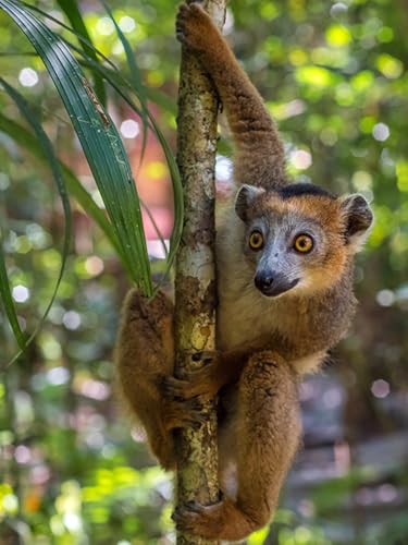 OZLHSP Puzzel ab mädchen 3D Puzzle 1500 Teile Lemuren Tier 87x57cm OZLHSP Puzzel ab mädchen 3D Puzzle 1500 Teile Lemuren Tier 87x57cm von OZLHSP