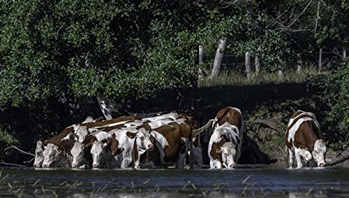 OZLHSP Puzzel ab mädchen 3D Puzzle 500 Teile Kuhküstentiere 52x38cm OZLHSP Puzzel ab mädchen 3D Puzzle 500 Teile Kuhküstentiere 52x38cm von OZLHSP