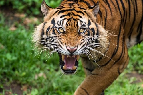 OZLHSP Puzzel ab mädchen 3D Puzzle 500 Teile Tiger 52x38cm OZLHSP Puzzel ab mädchen 3D Puzzle 500 Teile Tiger 52x38cm von OZLHSP