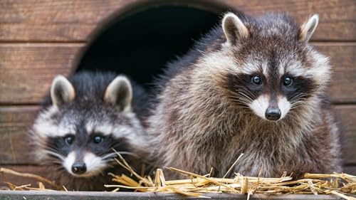 OZLHSP Puzzel ab mädchen 3D Puzzle 500 Teile Waschbären Tier 52x38cm OZLHSP Puzzel ab mädchen 3D Puzzle 500 Teile Waschbären Tier 52x38cm von OZLHSP