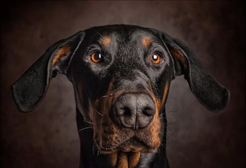 OZLHSP Puzzle Game 500 Teile Pinscher Österreichische Brandlbracke-Tiere 52x38cm OZLHSP Puzzle Game 500 Teile Pinscher Österreichische Brandlbracke-Tiere 52x38cm von OZLHSP