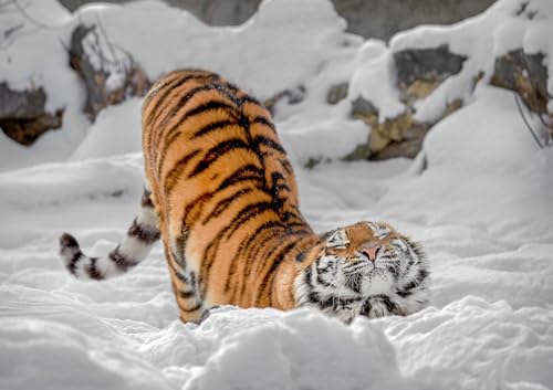 OZLHSP Puzzle Junge 3D Puzzle 500 Teile Tigertier 52x38cm OZLHSP Puzzle Junge 3D Puzzle 500 Teile Tigertier 52x38cm von OZLHSP