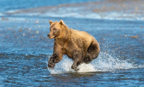 OZLHSP Puzzle Welt Puzzel 500 Teile Grizzlybär 52x38cm OZLHSP Puzzle Welt Puzzel 500 Teile Grizzlybär 52x38cm von OZLHSP