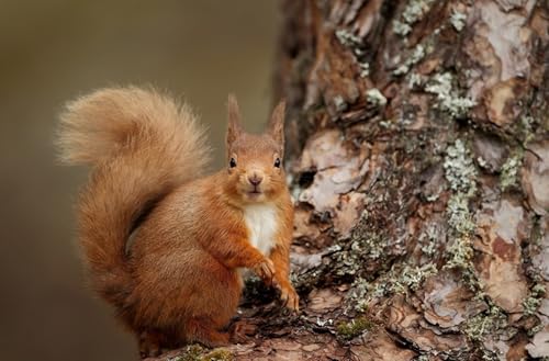 OZLHSP Puzzle ab 1000 Teile Eichhörnchen Tier 75x50cm OZLHSP Puzzle ab 1000 Teile Eichhörnchen Tier 75x50cm von OZLHSP