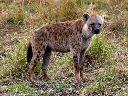 OZLHSP Puzzle ab 1000 Teile Hyänen Tiere 75x50cm OZLHSP Puzzle ab 1000 Teile Hyänen Tiere 75x50cm von OZLHSP