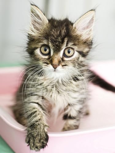 OZLHSP Puzzle ab 1000 Teile Katzen Tiere 75x50cm OZLHSP Puzzle ab 1000 Teile Katzen Tiere 75x50cm von OZLHSP