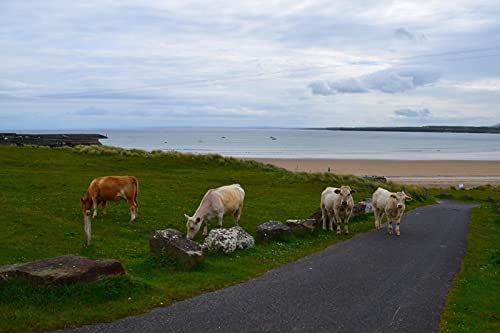 OZLHSP Puzzle ab 1000 Teile Kuh 75x50cm OZLHSP Puzzle ab 1000 Teile Kuh 75x50cm von OZLHSP