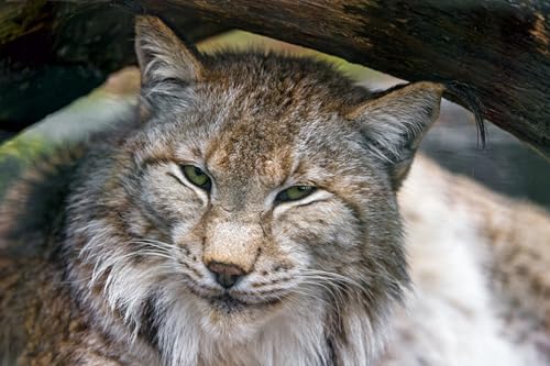 OZLHSP Puzzle ab 500 Teile Luchs Tier Das 52x38cm OZLHSP Puzzle ab 500 Teile Luchs Tier Das 52x38cm von OZLHSP