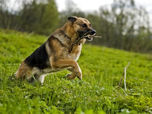 OZLHSP Puzzle ab 500 Teile Tier 52x38cm OZLHSP Puzzle ab 500 Teile Tier 52x38cm von OZLHSP