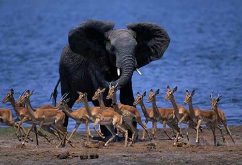 OZLHSP Spiel des Jahres Erwachsene Puzzle 1000 Teile Elefanten Tier 75x50cm OZLHSP Spiel des Jahres Erwachsene Puzzle 1000 Teile Elefanten Tier 75x50cm von OZLHSP