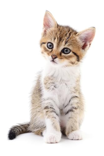 OZLHSP Spiel des Jahres Erwachsene Puzzle 1000 Teile Kätzchen Tier 75x50cm OZLHSP Spiel des Jahres Erwachsene Puzzle 1000 Teile Kätzchen Tier 75x50cm von OZLHSP