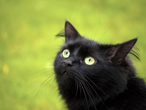 OZLHSP Spiel des Jahres Erwachsene Puzzle 1000 Teile Katze Tier 75x50cm OZLHSP Spiel des Jahres Erwachsene Puzzle 1000 Teile Katze Tier 75x50cm von OZLHSP