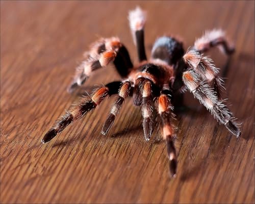 OZLHSP Spiel des Jahres Erwachsene Puzzle 1000 Teile Spinnen Insekt Tier 75x50cm OZLHSP Spiel des Jahres Erwachsene Puzzle 1000 Teile Spinnen Insekt Tier 75x50cm von OZLHSP