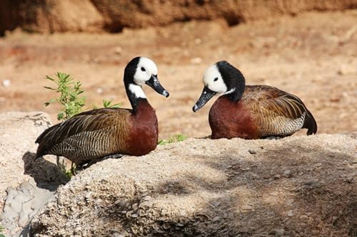 OZLHSP Spiel des Jahres Erwachsene Puzzle 1500 Teile Ente Tier 87x57cm OZLHSP Spiel des Jahres Erwachsene Puzzle 1500 Teile Ente Tier 87x57cm von OZLHSP